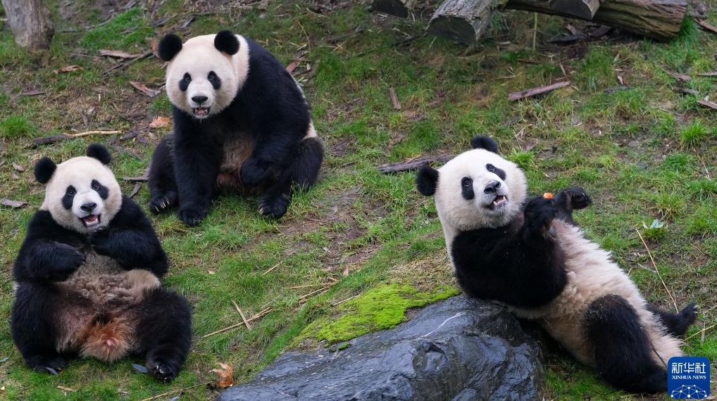  比利时：萌宝熊猫